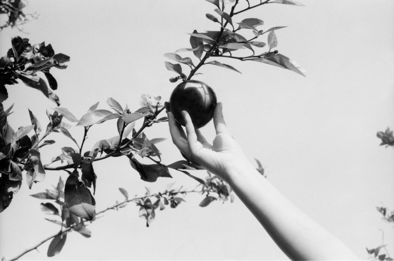 Apple Hand, silver gelatin print, 2004 
 by Mustafa Hulusi - Click for Next Image
