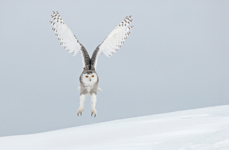 Vincent Munier, Animal Behaviour: Birds - Winner - Snowy landing A snowy owl comes in to land - beautiful in its symmetry. Vincent has always been captivated by snowy owls, and in north Quebec, Canada, he fulfilled his dream of spending time with them. 'I've usually had to photograph European birds from hides,' says Vincent, 'so it was a surprise to find the owls were unperturbed by my presence and I could move freely in the open'. This year-old youngster became a favourite. 'Sitting in the snow from dawn till dusk, I got to know its character.' The soft grey-blue sky provided the ideal backdrop to show off its 'sheer perfection'. 
Nikon D200 with 300mm f2.8 AFS lens; 1/4000 sec at f4.5; 200 ISO; tripod. 
Caption and image courtesy of the Natural History Museum. 
 from Half-Wild Shell Wildlife Photographer of the Year - Natural History Museum, London by Eugenie Shinkle - Click for Next Image