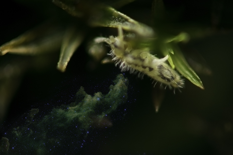 ‘A world in moss- Hidden Microcosmos’ - Natalia Riffran - National College of Art and Design
