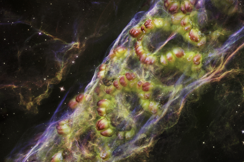 ‘Stellar Seeds of life-Earthly tree nebula’ - Natalia Riffran - National College of Art and Design