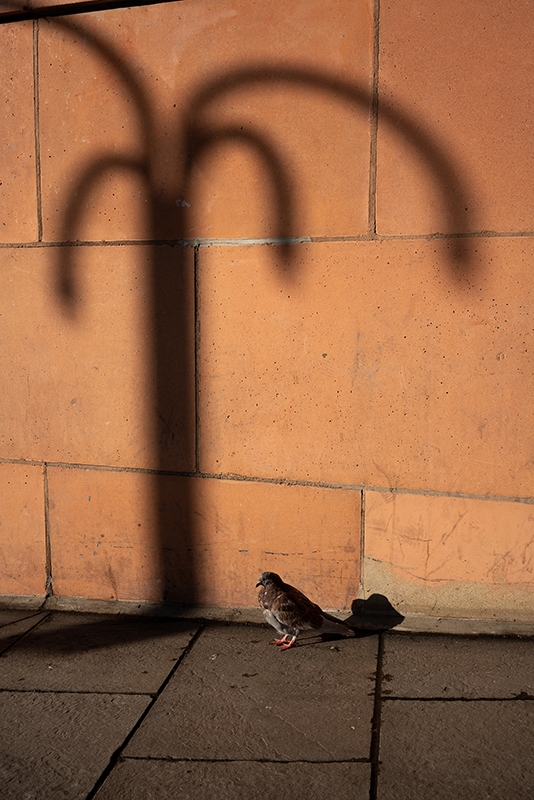 ‘Red Brick Pigeon’ - Andrew Bedford - University of Huddersfield