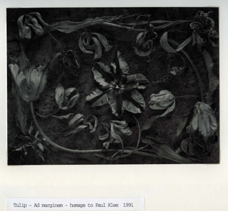 Tulip Mutations, John Blakemore, 1991, Birmingham Central Library